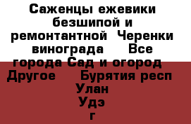 Саженцы ежевики безшипой и ремонтантной. Черенки винограда . - Все города Сад и огород » Другое   . Бурятия респ.,Улан-Удэ г.